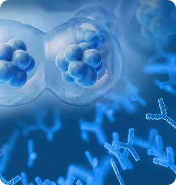 Single B Cell Monoclonal Antibody Service